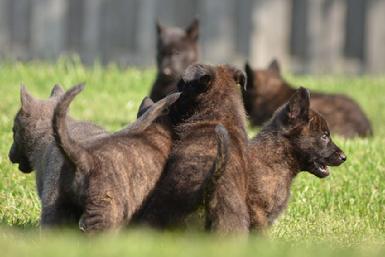 Dutch Shepherd puppies for sale at Cher Car Kennels