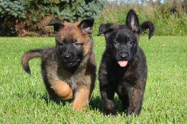 Dutch Shepherd puppies for sale at Cher Car Kennels