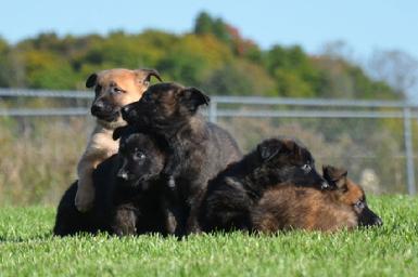 Dutch Shepherd puppies for sale at Cher Car Kennels