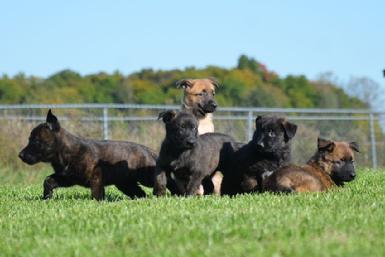 Dutch Shepherd puppies for sale at Cher Car Kennels
