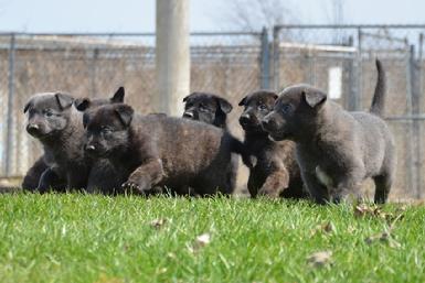 Dutch Shepherd puppies for sale at Cher Car Kennels