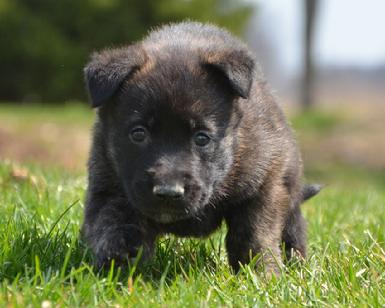 Dutch Shepherd puppies for sale at Cher Car Kennels