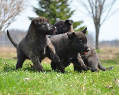 Dutch Shepherd puppies for sale at Cher Car Kennels