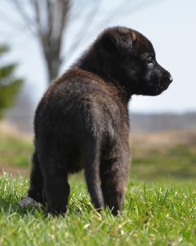 Dutch Shepherd puppies for sale at Cher Car Kennels