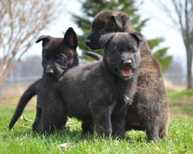 Dutch Shepherd puppies for sale at Cher Car Kennels