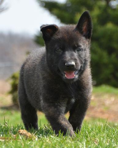 Dutch Shepherd puppies for sale at Cher Car Kennels