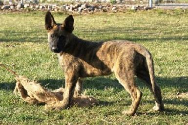 Dutch Shepherd puppy at Cher Car Kennels