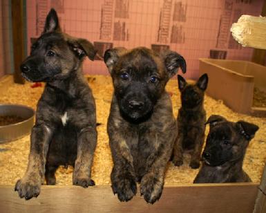 Dutch Shepherd puppies for sale at Cher Car Kennels