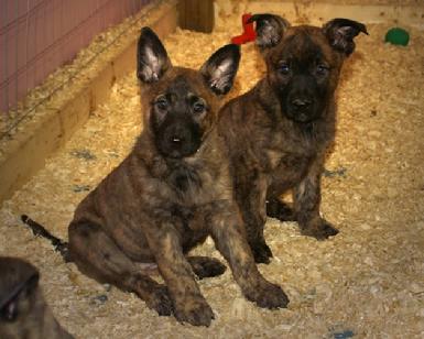 Dutch Shepherd puppies for sale at Cher Car Kennels