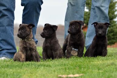 Dutch Shepherd puppies for sale at Cher Car Kennels