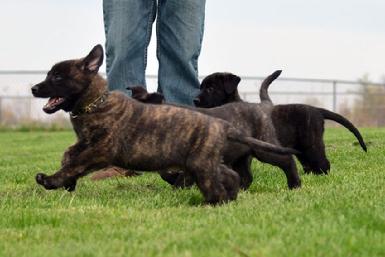 Dutch Shepherd puppies for sale at Cher Car Kennels