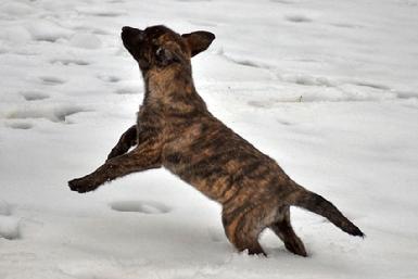 Dutch Shepherd puppies for sale at Cher Car Kennels