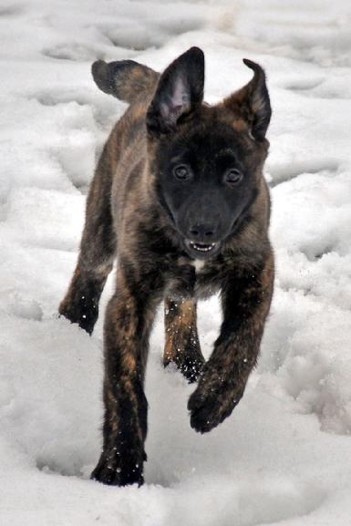 Dutch Shepherd puppies for sale at Cher Car Kennels