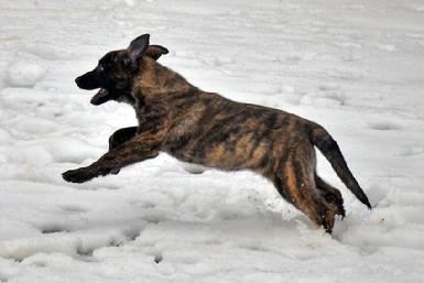 Dutch Shepherd puppies for sale at Cher Car Kennels