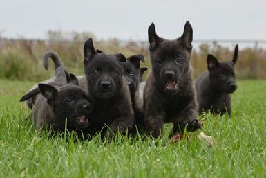 Dutch Shepherd puppies for sale at Cher Car Kennels