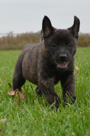 Dutch Shepherd puppies for sale at Cher Car Kennels