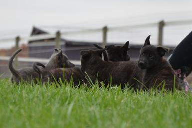 Dutch Shepherd puppies for sale at Cher Car Kennels