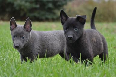 Dutch Shepherd puppies for sale at Cher Car Kennels