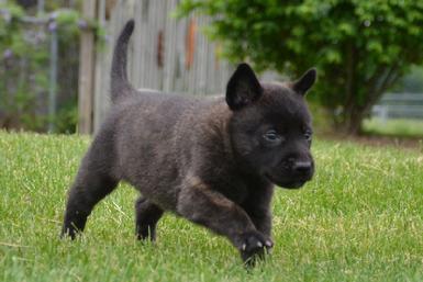 Dutch Shepherd puppies for sale at Cher Car Kennels