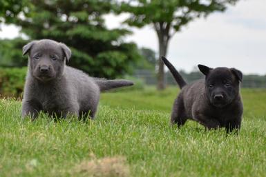 Dutch Shepherd puppies for sale at Cher Car Kennels