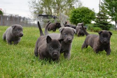 Dutch Shepherd puppies for sale at Cher Car Kennels