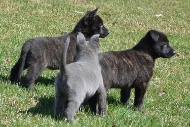 Dutch Shepherd puppies for sale at Cher Car Kennels