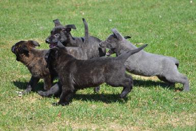 Dutch Shepherd puppies for sale at Cher Car Kennels