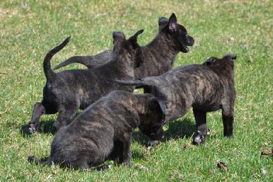 Dutch Shepherd puppies for sale at Cher Car Kennels