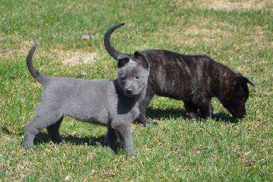 Dutch Shepherd puppies for sale at Cher Car Kennels