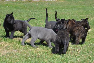 Dutch Shepherd puppies for sale at Cher Car Kennels
