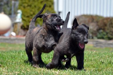 Dutch Shepherd puppies for sale at Cher Car Kennels