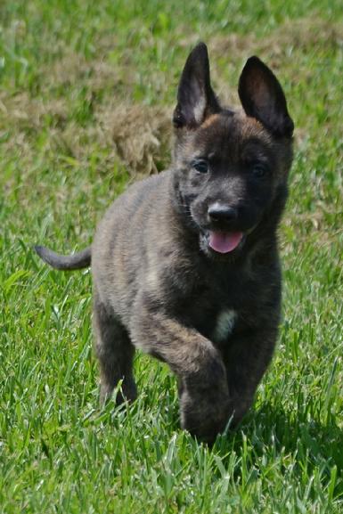Dutch Shepherd puppies for sale at Cher Car Kennels