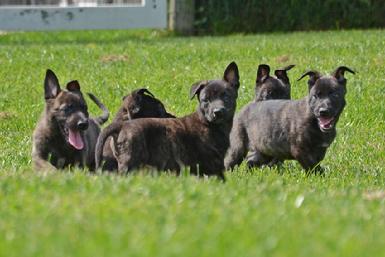 Dutch Shepherd puppies for sale at Cher Car Kennels
