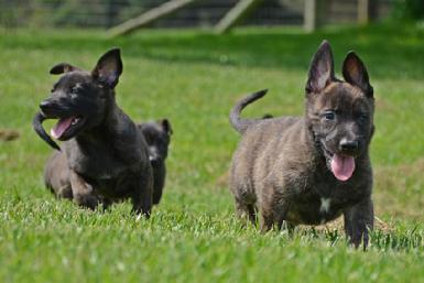 Dutch Shepherd puppies for sale at Cher Car Kennels