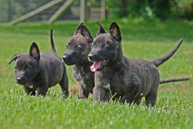 Dutch Shepherd puppies for sale at Cher Car Kennels