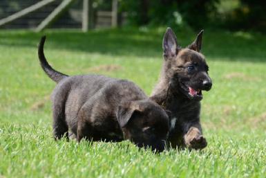Dutch Shepherd puppies for sale at Cher Car Kennels