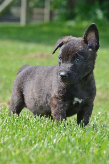 Dutch Shepherd puppies for sale at Cher Car Kennels