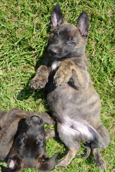 Dutch Shepherd puppies for sale at Cher Car Kennels