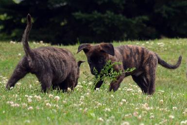 Dutch Shepherd puppies for sale at Cher Car Kennels