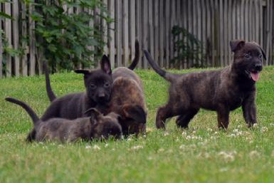 Dutch Shepherd puppies for sale at Cher Car Kennels