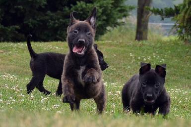 Dutch Shepherd puppies for sale at Cher Car Kennels