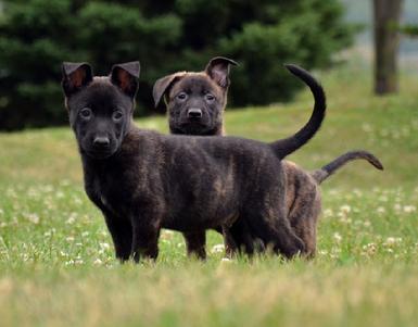 Dutch Shepherd puppies for sale at Cher Car Kennels