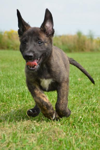 Dutch Shepherd puppies for sale at Cher Car Kennels