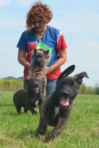 Dutch Shepherd puppies for sale at Cher Car Kennels