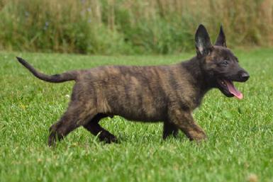 Dutch Shepherd puppies for sale at Cher Car Kennels