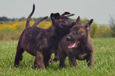 Dutch Shepherd puppies for sale at Cher Car Kennels