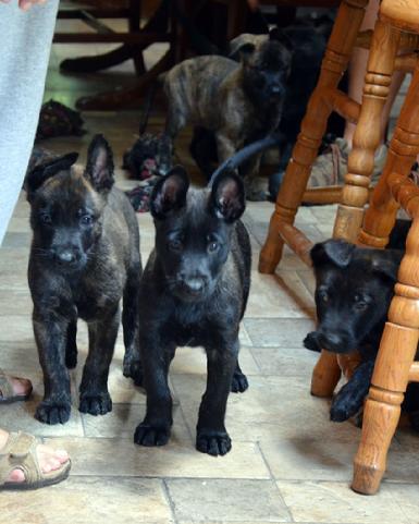 Dutch Shepherd puppies for sale at Cher Car Kennels