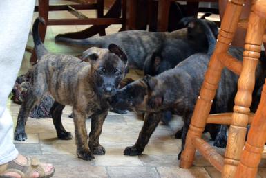 Dutch Shepherd puppies for sale at Cher Car Kennels