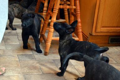 Dutch Shepherd puppies for sale at Cher Car Kennels