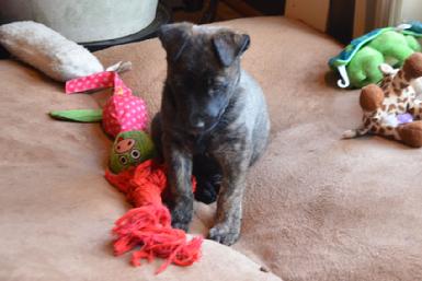 Dutch Shepherd puppies for sale at Cher Car Kennels
